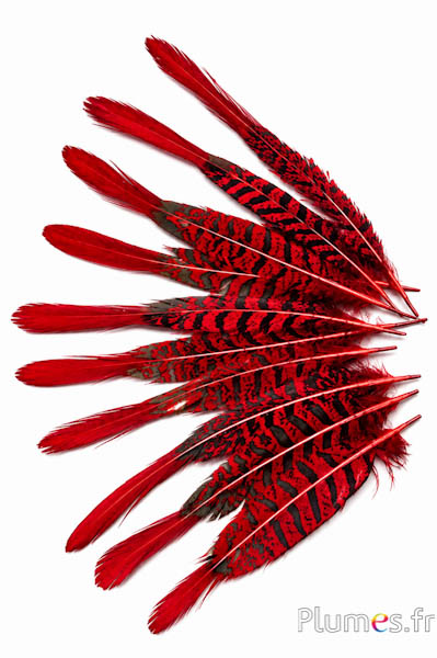 Fazant Lady Armherst - 20-23 cm - rood-zwart